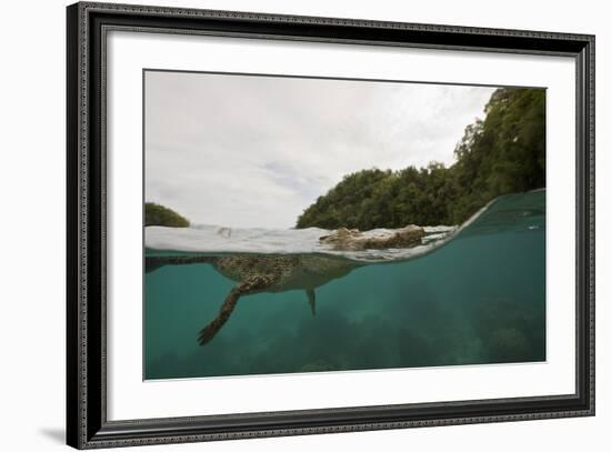 Saltwater Crocodile Swimming with its Head Just above the Surface (Crocodylus Porosus)-Reinhard Dirscherl-Framed Photographic Print