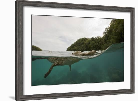 Saltwater Crocodile Swimming with its Head Just above the Surface (Crocodylus Porosus)-Reinhard Dirscherl-Framed Photographic Print