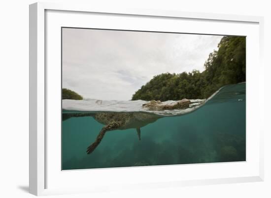 Saltwater Crocodile Swimming with its Head Just above the Surface (Crocodylus Porosus)-Reinhard Dirscherl-Framed Photographic Print