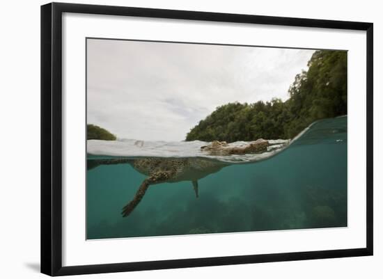 Saltwater Crocodile Swimming with its Head Just above the Surface (Crocodylus Porosus)-Reinhard Dirscherl-Framed Photographic Print