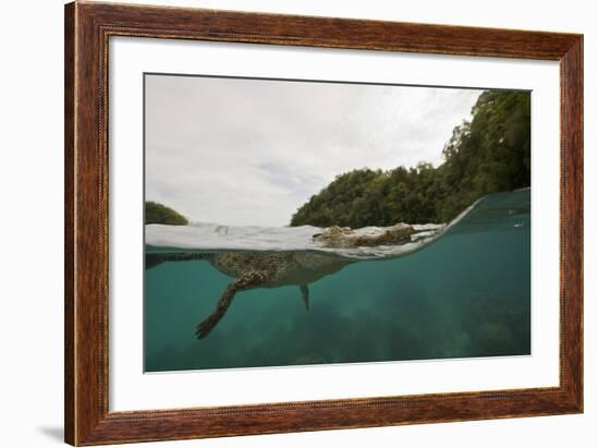 Saltwater Crocodile Swimming with its Head Just above the Surface (Crocodylus Porosus)-Reinhard Dirscherl-Framed Photographic Print