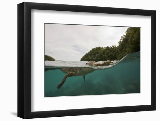 Saltwater Crocodile Swimming with its Head Just above the Surface (Crocodylus Porosus)-Reinhard Dirscherl-Framed Photographic Print