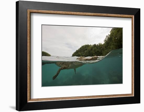 Saltwater Crocodile Swimming with its Head Just above the Surface (Crocodylus Porosus)-Reinhard Dirscherl-Framed Photographic Print