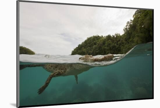 Saltwater Crocodile Swimming with its Head Just above the Surface (Crocodylus Porosus)-Reinhard Dirscherl-Mounted Photographic Print