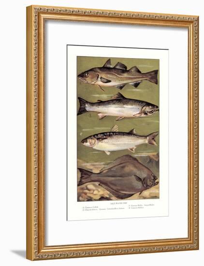 Saltwater Fish-null-Framed Art Print