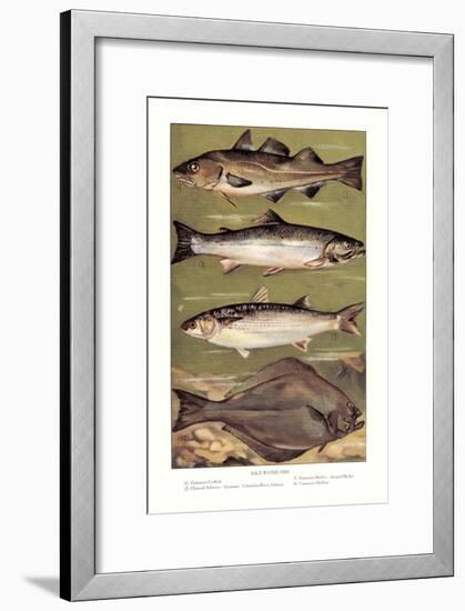 Saltwater Fish-null-Framed Art Print