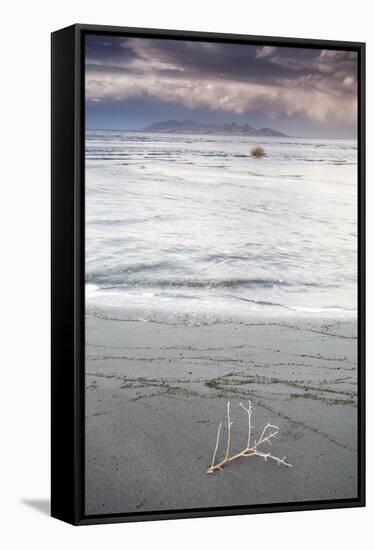 Salty Tumble Weed In The Great Salt Lake With Antelope Island In The Background-Lindsay Daniels-Framed Stretched Canvas