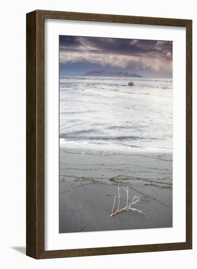 Salty Tumble Weed In The Great Salt Lake With Antelope Island In The Background-Lindsay Daniels-Framed Photographic Print