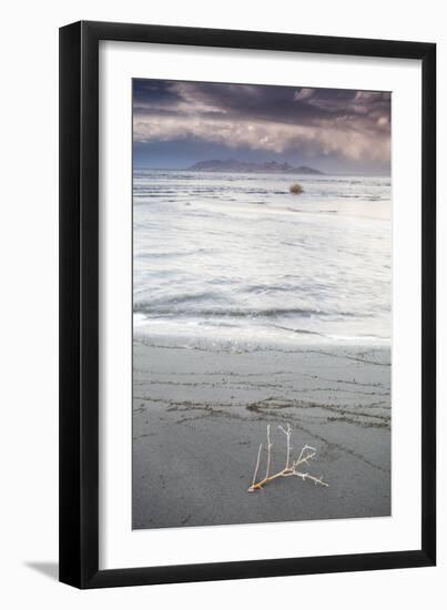 Salty Tumble Weed In The Great Salt Lake With Antelope Island In The Background-Lindsay Daniels-Framed Photographic Print