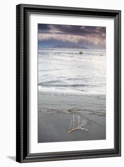 Salty Tumble Weed In The Great Salt Lake With Antelope Island In The Background-Lindsay Daniels-Framed Photographic Print