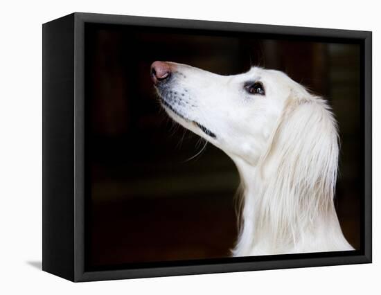 Saluki Looking Up-Henry Horenstein-Framed Premier Image Canvas