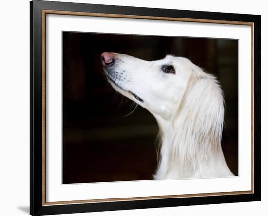 Saluki Looking Up-Henry Horenstein-Framed Photographic Print