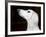 Saluki Looking Up-Henry Horenstein-Framed Photographic Print