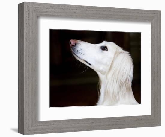 Saluki Looking Up-Henry Horenstein-Framed Photographic Print