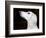 Saluki Looking Up-Henry Horenstein-Framed Photographic Print