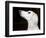 Saluki Looking Up-Henry Horenstein-Framed Photographic Print