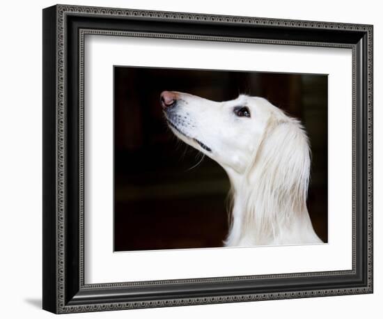 Saluki Looking Up-Henry Horenstein-Framed Photographic Print