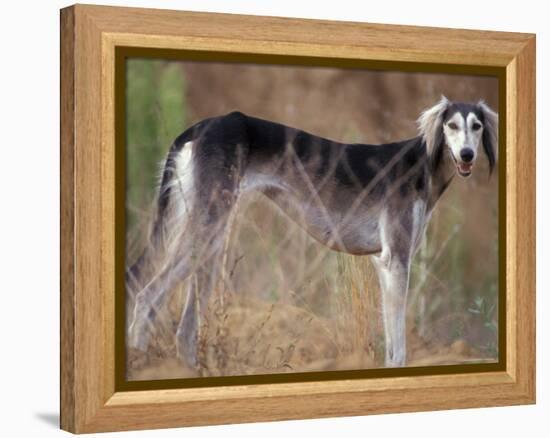 Saluki Portrait-Adriano Bacchella-Framed Premier Image Canvas