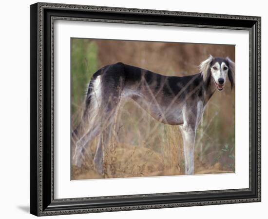 Saluki Portrait-Adriano Bacchella-Framed Photographic Print