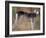 Saluki Portrait-Adriano Bacchella-Framed Photographic Print