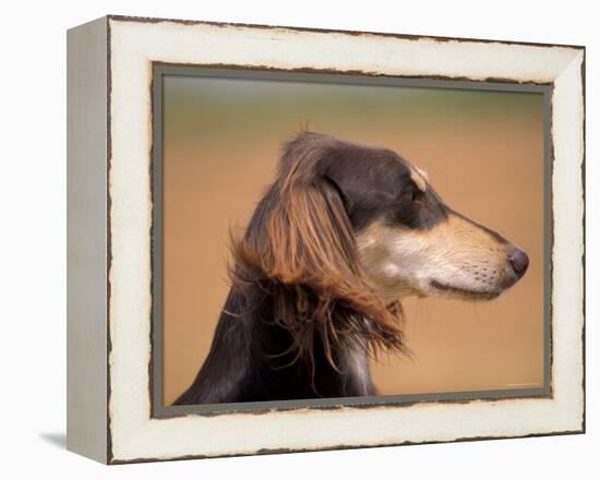 Saluki Profile-Adriano Bacchella-Framed Premier Image Canvas