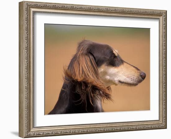 Saluki Profile-Adriano Bacchella-Framed Photographic Print