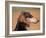 Saluki Profile-Adriano Bacchella-Framed Photographic Print