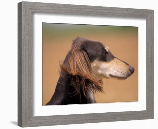 Saluki Profile-Adriano Bacchella-Framed Photographic Print