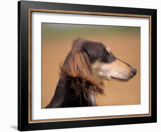 Saluki Profile-Adriano Bacchella-Framed Photographic Print