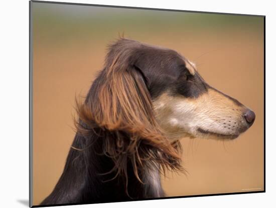 Saluki Profile-Adriano Bacchella-Mounted Photographic Print