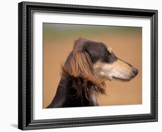 Saluki Profile-Adriano Bacchella-Framed Photographic Print