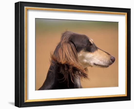 Saluki Profile-Adriano Bacchella-Framed Photographic Print