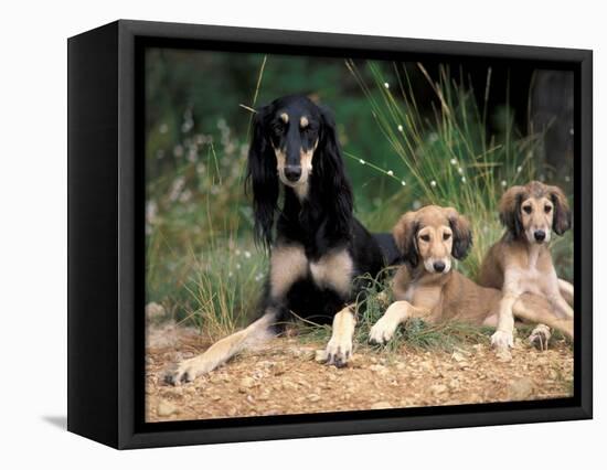 Saluki with Two Puppies-Adriano Bacchella-Framed Premier Image Canvas