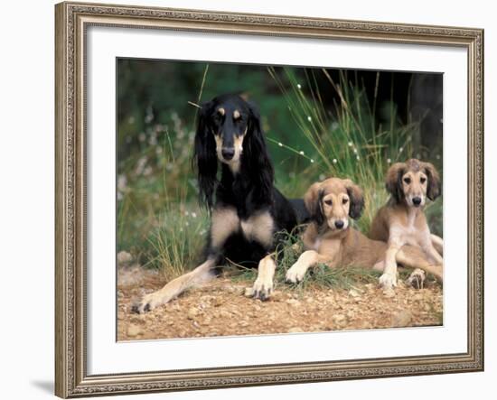 Saluki with Two Puppies-Adriano Bacchella-Framed Photographic Print