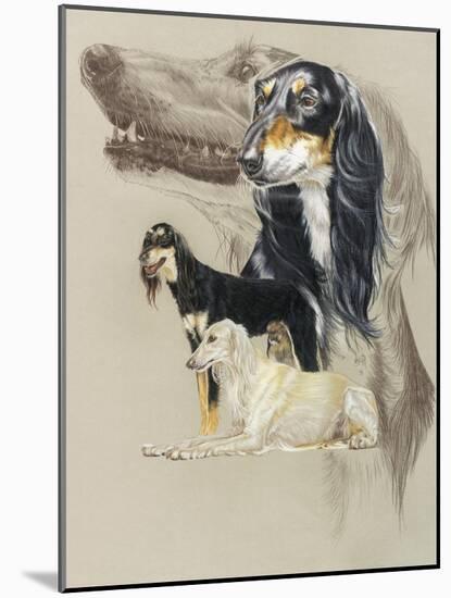 Saluki-Barbara Keith-Mounted Giclee Print
