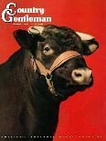 "Black Bull," Country Gentleman Cover, February 1, 1944-Salvadore Pinto-Giclee Print