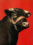 "Black Bull,"February 1, 1944-Salvadore Pinto-Giclee Print