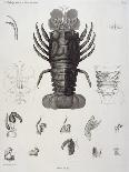 Description de l'Egypte : Zoologie, crustacé : homard-Salvadore Tresca-Framed Premier Image Canvas