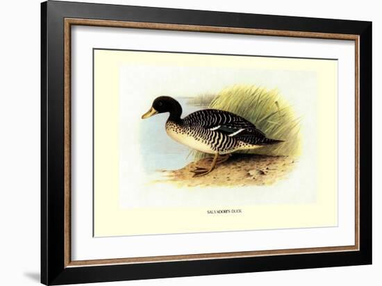 Salvadori's Duck-Henrick Gronvold-Framed Art Print