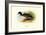 Salvadori's Duck-Henrick Gronvold-Framed Art Print