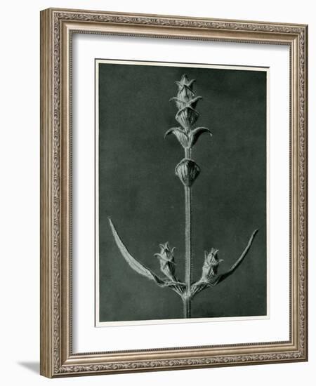 Salvia, 1929 (Photogravure)-Karl Blossfeldt-Framed Giclee Print