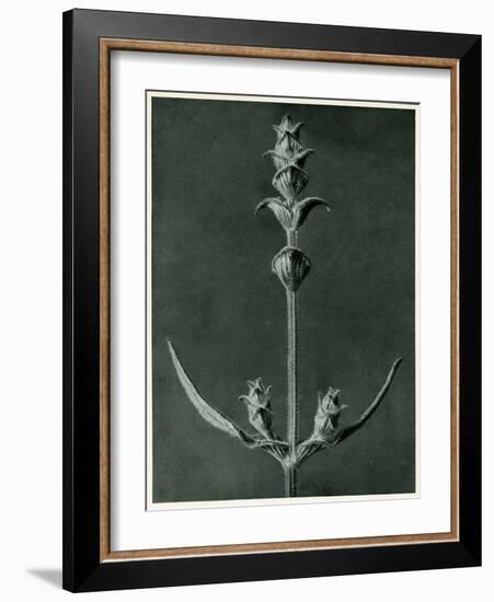 Salvia, 1929 (Photogravure)-Karl Blossfeldt-Framed Giclee Print