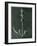 Salvia, 1929 (Photogravure)-Karl Blossfeldt-Framed Giclee Print