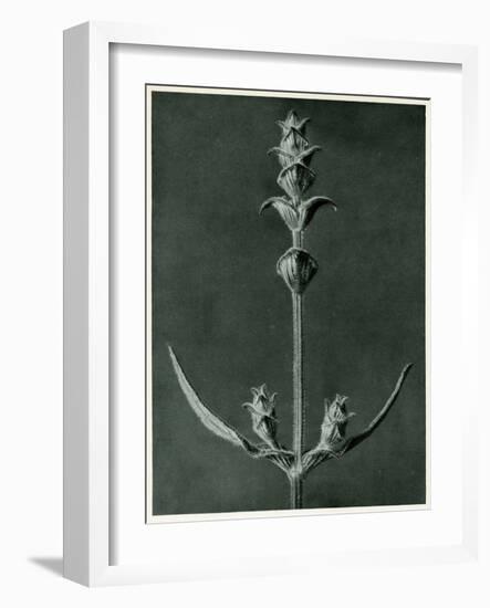 Salvia, 1929 (Photogravure)-Karl Blossfeldt-Framed Giclee Print