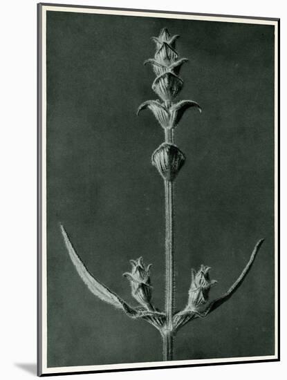 Salvia, 1929 (Photogravure)-Karl Blossfeldt-Mounted Giclee Print