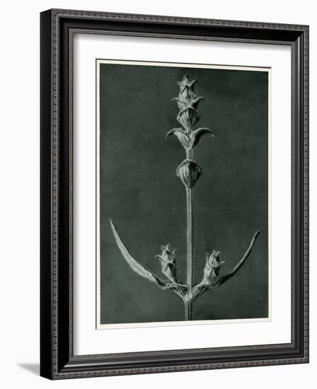 Salvia, 1929 (Photogravure)-Karl Blossfeldt-Framed Giclee Print