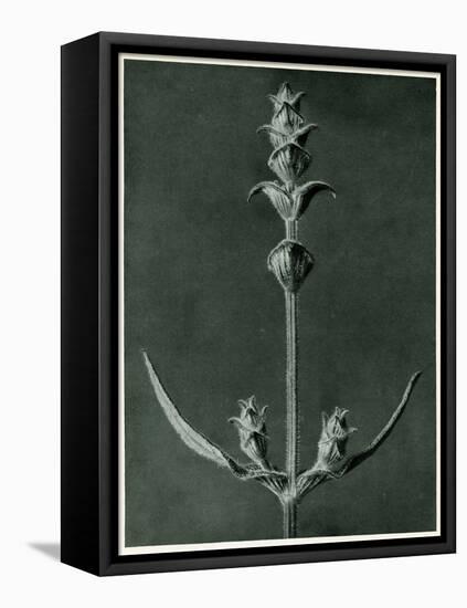 Salvia, 1929 (Photogravure)-Karl Blossfeldt-Framed Premier Image Canvas