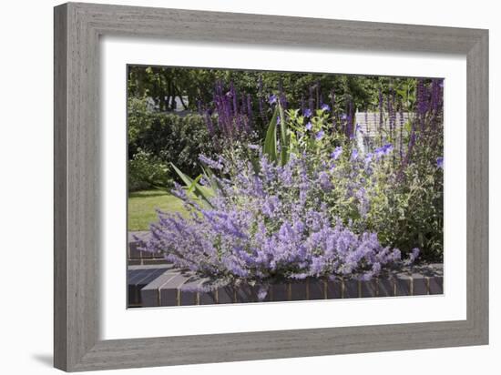 Salvia and Other Blue and Purple Flowers in Raised Bed in Garden, London-Pedro Silmon-Framed Photo