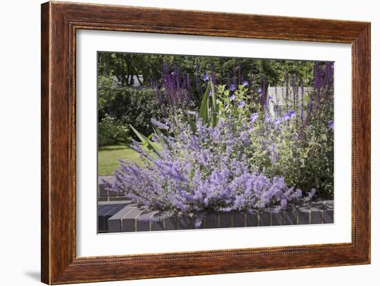 Salvia and Other Blue and Purple Flowers in Raised Bed in Garden, London-Pedro Silmon-Framed Photo