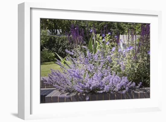 Salvia and Other Blue and Purple Flowers in Raised Bed in Garden, London-Pedro Silmon-Framed Photo